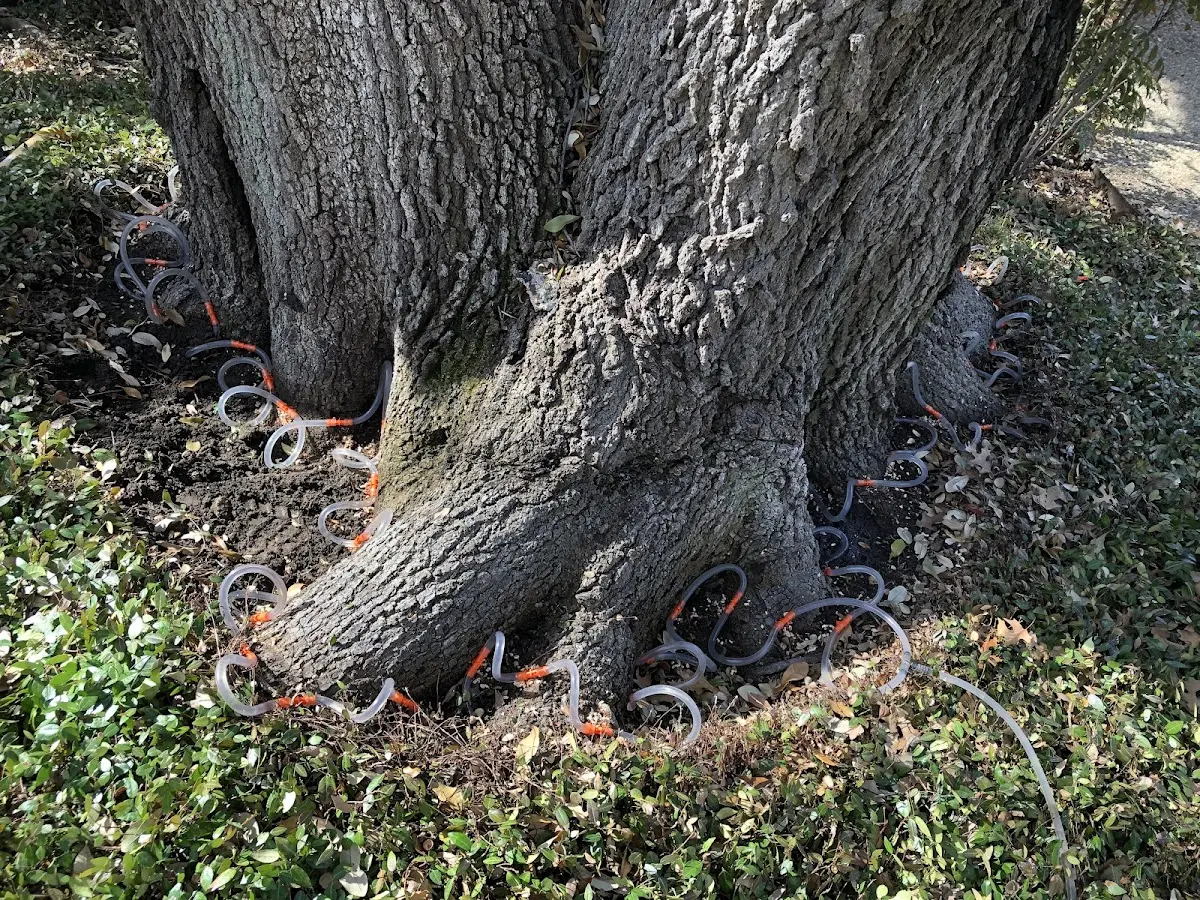 Detailed Tree Cabling and Bracing job site in Empire