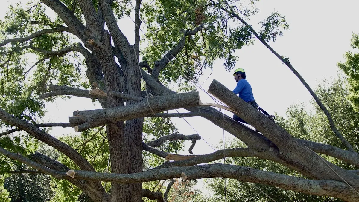 Professional Crown Thinning performed by certified arborists in Empire